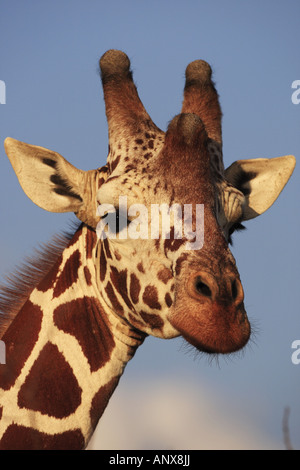 Giraffe reticolate (Giraffa camelopardalis recticulata), ritratto, Kenya, Samburu riserva nazionale, Isiolo Foto Stock