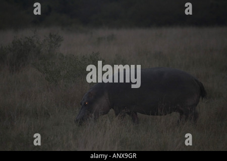 Ippopotamo, ippopotami, comune ippopotamo (Hippopotamus amphibius), a terra durante la notte, Kenia Masai Mara riserva nazionale Foto Stock