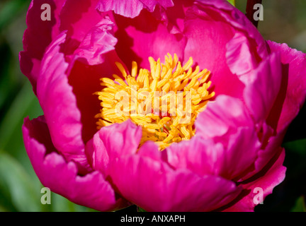 Close up di rosa peonia fiore apertura Foto Stock