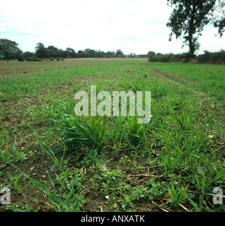 Varie ampio annuale lasciava erbacce volontario cereali emergenti nel post che raccolto rotovated seedbed Foto Stock