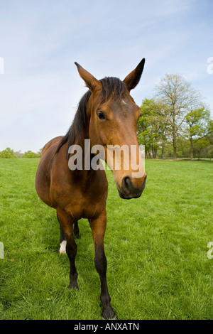 Una baia Pony cavallo in un campo Foto Stock