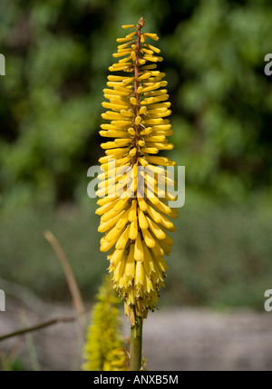 Red Hot pokers - kniphofia Foto Stock