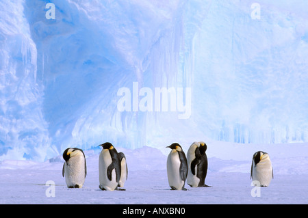 L'Antartide, Territorio Australiano Antartico, Cape Darnley. Pinguini imperatore (Aptenodytes forsteri) Foto Stock
