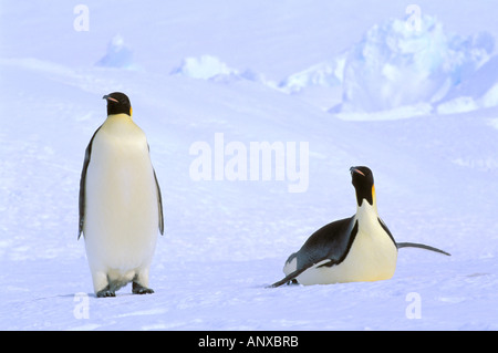 L'Antartide, Territorio Australiano Antartico, austera "EP" Rookery, Pinguini imperatore (Aptenodytes forsteri) Foto Stock