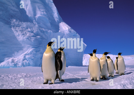 L'Antartide, Territorio Australiano Antartico, austera "EP" Rookery, Pinguini imperatore (Aptenodytes forsteri) Foto Stock