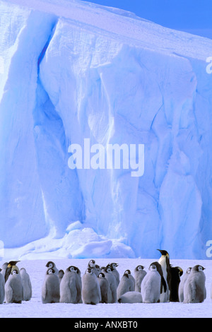 L'Antartide, Territorio Australiano Antartico, austera "EP" Rookery, Pinguini imperatore (Aptenodytes forsteri) Foto Stock