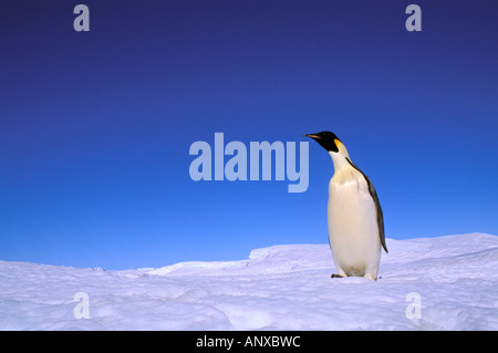 L'Antartide, Territorio Australiano Antartico, austera "EP" Rookery. Pinguino imperatore (Aptenodytes forsteri) Foto Stock