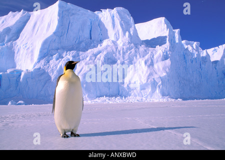 L'Antartide, Territorio Australiano Antartico, austera "EP" Rookery. Pinguino imperatore (Aptenodytes forsteri) Foto Stock