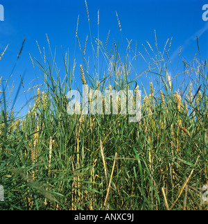 Il lettino Agropyron repens erba perenne delle erbe infestanti in flowerr in un maturo raccolto di grano Foto Stock