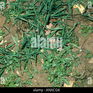 Seminativi annuali ampia lasciava erbacce ed erba di prato in un giovane il raccolto di grano Foto Stock