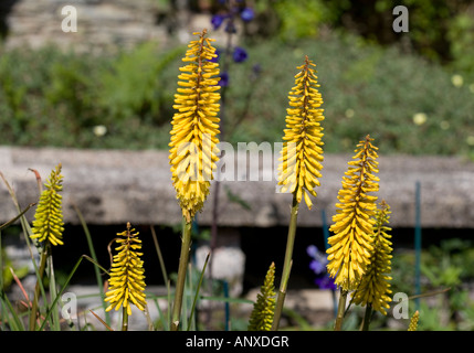 Red Hot pokers - kniphofia Foto Stock