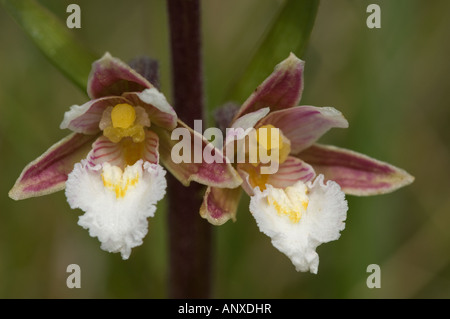 Elleborina palustre (Bergonii palustris), due fiori Foto Stock