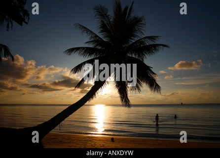 palme al tramonto Foto Stock