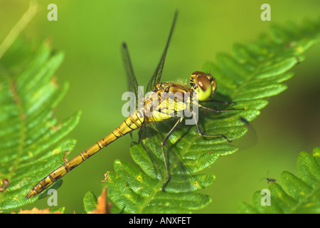 Comune femmina darter dragonfly poggiante su bracken Foto Stock