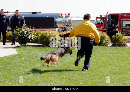Un pastore tedesco cane attaccando un sospetto di fuggire ad una scena come un dipartimento di polizia di dimostrazione Foto Stock