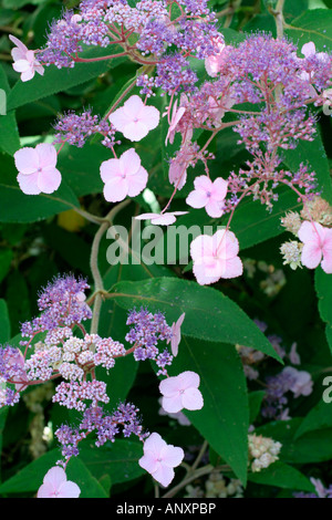 HYDRANGEA ASPERA VILLOSA Foto Stock