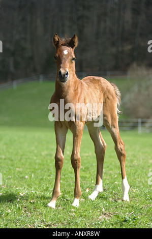 Arabian Horse - puledro in piedi sul prato Foto Stock