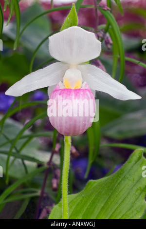 Cypripedium reginae, vistosi Pianella della Madonna Orchid, nativo americano di fiori selvaggi specie terrestri custodia rosa, petali di colore bianco fiore Foto Stock