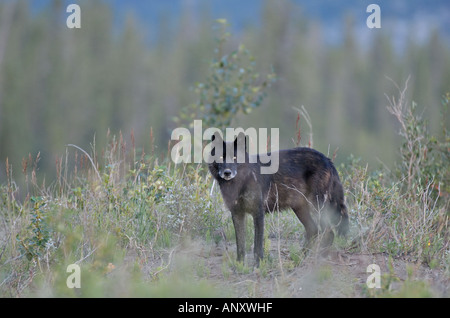 Black Wolf in piedi rendendo il contatto visivo Foto Stock