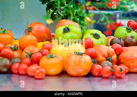 Antiche varietà di pomodori sul tavolo di raccolta per visualizzare mix bounty di tipi, striped, giallo, verde, ciliegia, marrone, oro bistecca di manzo Foto Stock