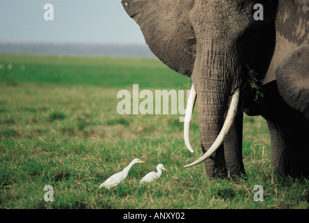 Close up di un elefante s di testa e zanne vicino a Guardabuoi Amboseli National Park in Kenya Africa orientale Foto Stock