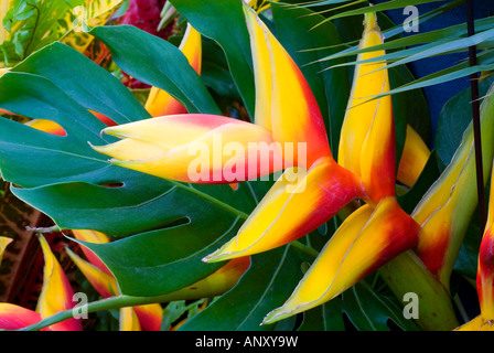 Heliconia (ibrido naturale in Grenada) esotici fiori tropicali con foglie in grassetto, oro giallo e rosso fiorisce Foto Stock