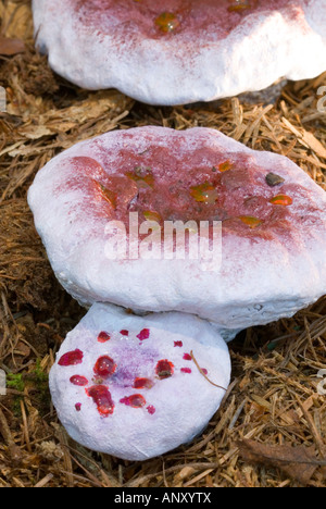 Hydnellum peckii (Dente di sanguinamento, Devil's Tooth) vulnerabili specie di fungo in Gran Bretagna ha fluido rosso su caps come sangue Foto Stock