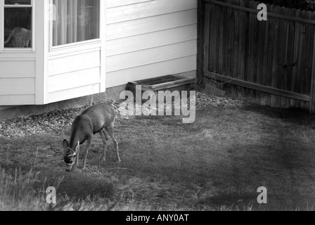 Maschio bianco Tailed Deer in casa suburbana cortile con due housecats domestico guardando dalla finestra Foto Stock