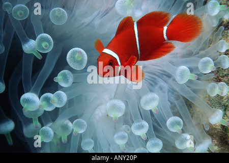 Spina dorsale guancia anemonefish Premnas biaculeatus Foto Stock