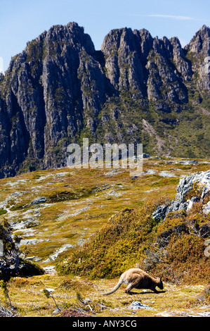 Australia e Tasmania. Picchi di Cradle Mountain (1545m) e un wallaby alimentazione su arbusti sull'Overland Track. Foto Stock