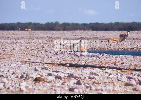 Nero-backed jackal attaccando un springbok in waterhole Foto Stock