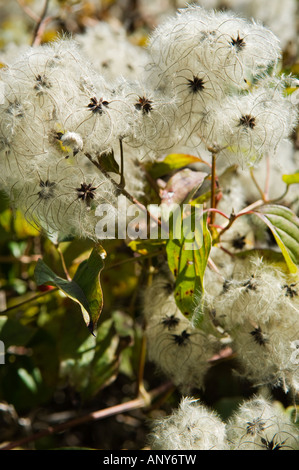 L'Italia, la Toscana. Uomo vecchio con la barba, Clematis vitalba, crescente selvatici in una siepe. Foto Stock