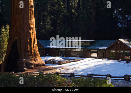 Stati Uniti, California, Sequoia National Park. Giant Forest Museum - centro visitatori e un enorme tronco di albero di sequoia. Foto Stock