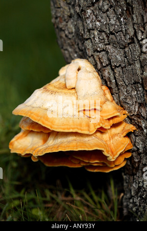 Ripiano di zolfo / Laetiporus sulfurei Foto Stock