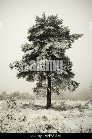 Snow capped albero in inverno Sussex England Regno Unito Foto Stock