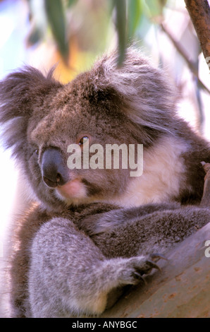 Oceania e Australia, Kangaroo Island. Koala (Phascolarctos cinereus) Foto Stock