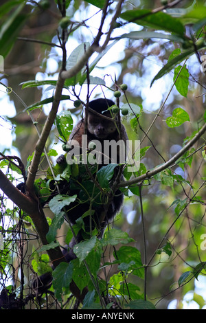 Brasiliano della scimmia macaco in alberi della foresta di pioggia Foto Stock