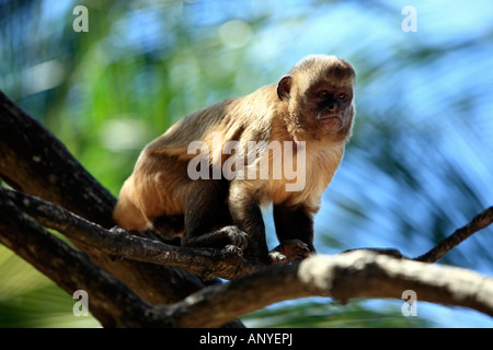 Brasiliano della scimmia macaco in alberi della foresta di pioggia Foto Stock