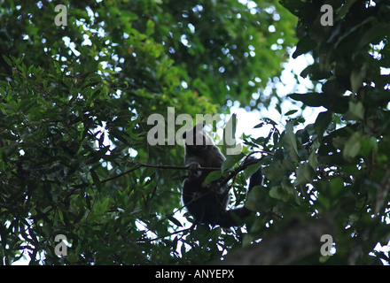 Brasiliano della scimmia macaco in alberi della foresta di pioggia Foto Stock