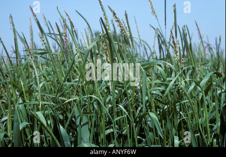 Fioritura blackgrass Alopecurus mvosuroides annuale di erba di seminativi le erbacce in maturazione di frumento Foto Stock