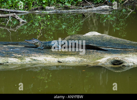 Giovani del coccodrillo di crogiolarvi al sole su di un registro Foto Stock