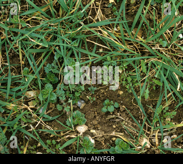 Mista colture annuali di ampio lasciarono le erbacce in un giovane il raccolto di grano Foto Stock