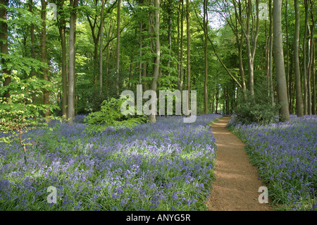 Bluebell boschi, Coton Manor Gardens, Northamptonshire, England, Regno Unito Foto Stock