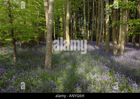 Bluebell boschi, Coton Manor Gardens, Northamptonshire, England, Regno Unito Foto Stock