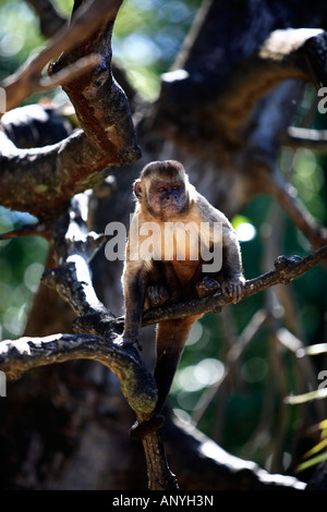 Brasiliano della scimmia macaco in alberi della foresta di pioggia Foto Stock