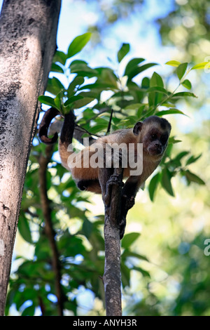 Brasiliano della scimmia macaco in alberi della foresta di pioggia Foto Stock