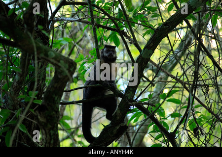 Brasiliano della scimmia macaco in alberi della foresta di pioggia Foto Stock