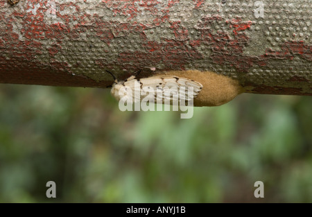 Gypsy Moth (Lymantria dispar) deposizione delle uova Foto Stock