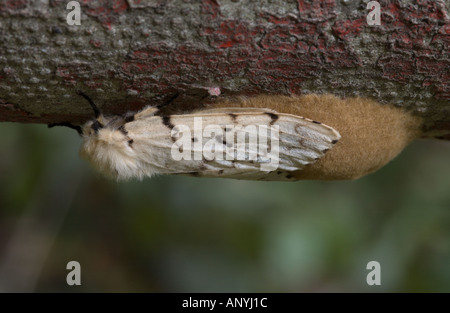 Gypsy Moth (Lymantria dispar) deposizione delle uova Foto Stock