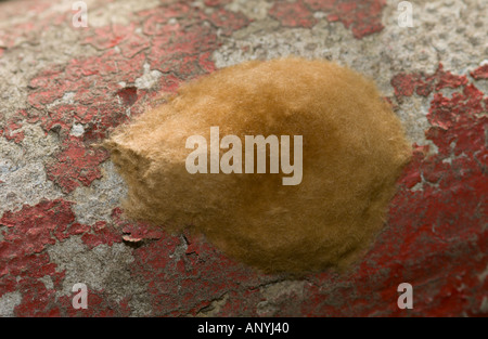 Lotto di uova del Gypsy Moth Lymantria dispar Foto Stock